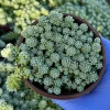 Sedum Dasyphyllum Major 4 Inch Live Succulent Plant - Corsican Stonecrop, Indoor/Outdoor - Image 1