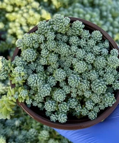 Sedum Dasyphyllum Major 4 Inch Live Succulent Plant - Corsican Stonecrop, Indoor/Outdoor - Image 1