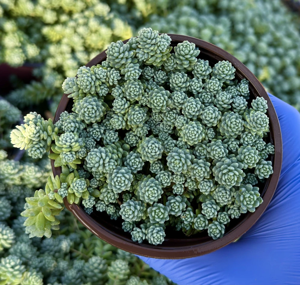 Sedum Dasyphyllum Major 4 Inch Live Succulent Plant - Corsican Stonecrop, Indoor/Outdoor - Image 1