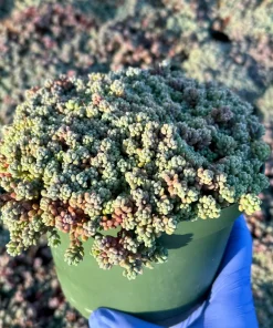Sedum Dasyphyllum Minor Live Plant - Colorful Corsican Stonecrop Succulent for Indoor & Outdoor Gardens - Image 2