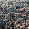 Sedum Dasyphyllum Minor Live Plant - Colorful Corsican Stonecrop Succulent for Indoor & Outdoor Gardens - Image 1