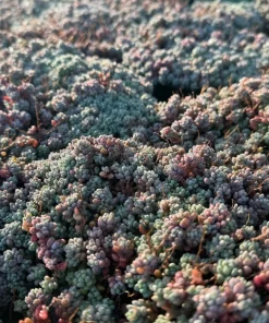 Sedum Dasyphyllum Minor Live Plant - Colorful Corsican Stonecrop Succulent for Indoor & Outdoor Gardens - Image 1