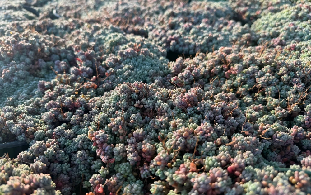 Sedum Dasyphyllum Minor Live Plant - Colorful Corsican Stonecrop Succulent for Indoor & Outdoor Gardens - Image 1