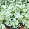 Silver Falls Dichondra Argentea Live Plant – Trailing Houseplant, 4 Inch Pot - Image 1