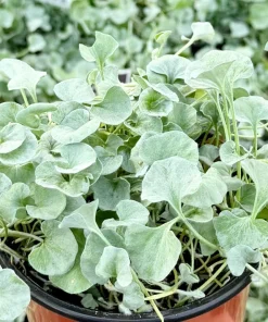 Silver Falls Dichondra Argentea Live Plant – Trailing Houseplant, 4 Inch Pot - Image 1