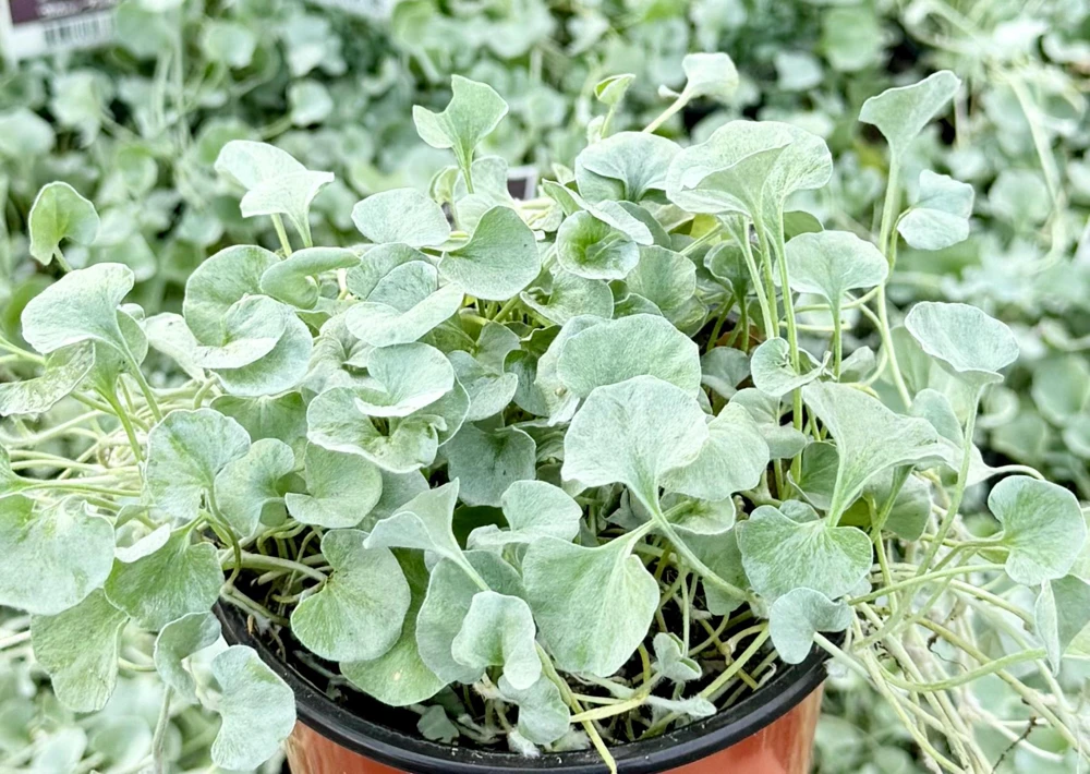 Silver Falls Dichondra Argentea Live Plant – Trailing Houseplant, 4 Inch Pot - Image 1