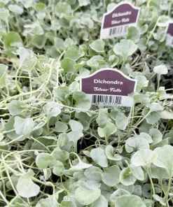 Silver Falls Dichondra Argentea Live Plant – Trailing Houseplant, 4 Inch Pot - Image 2