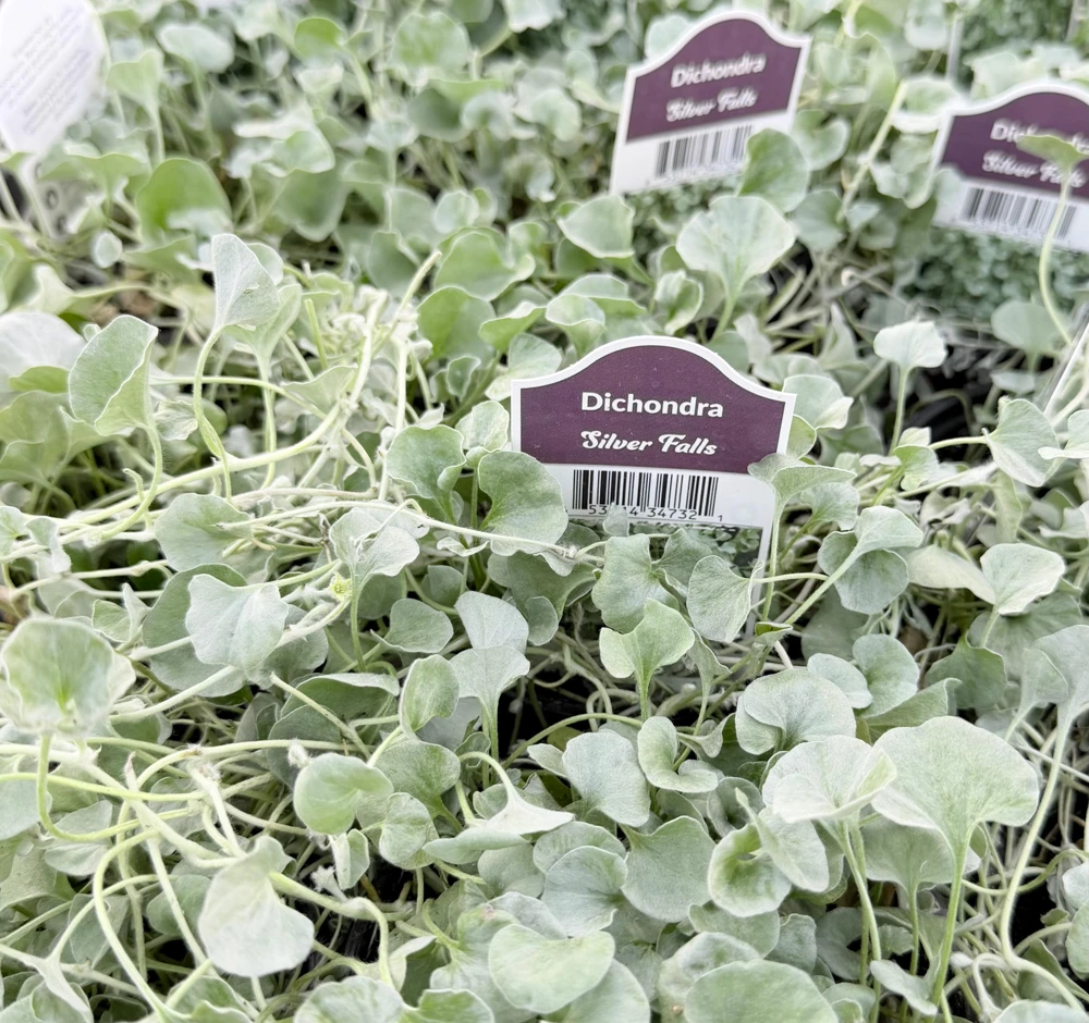 Silver Falls Dichondra Argentea Live Plant – Trailing Houseplant, 4 Inch Pot - Image 2
