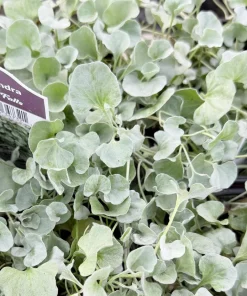 Silver Falls Dichondra Argentea Live Plant – Trailing Houseplant, 4 Inch Pot - Image 3