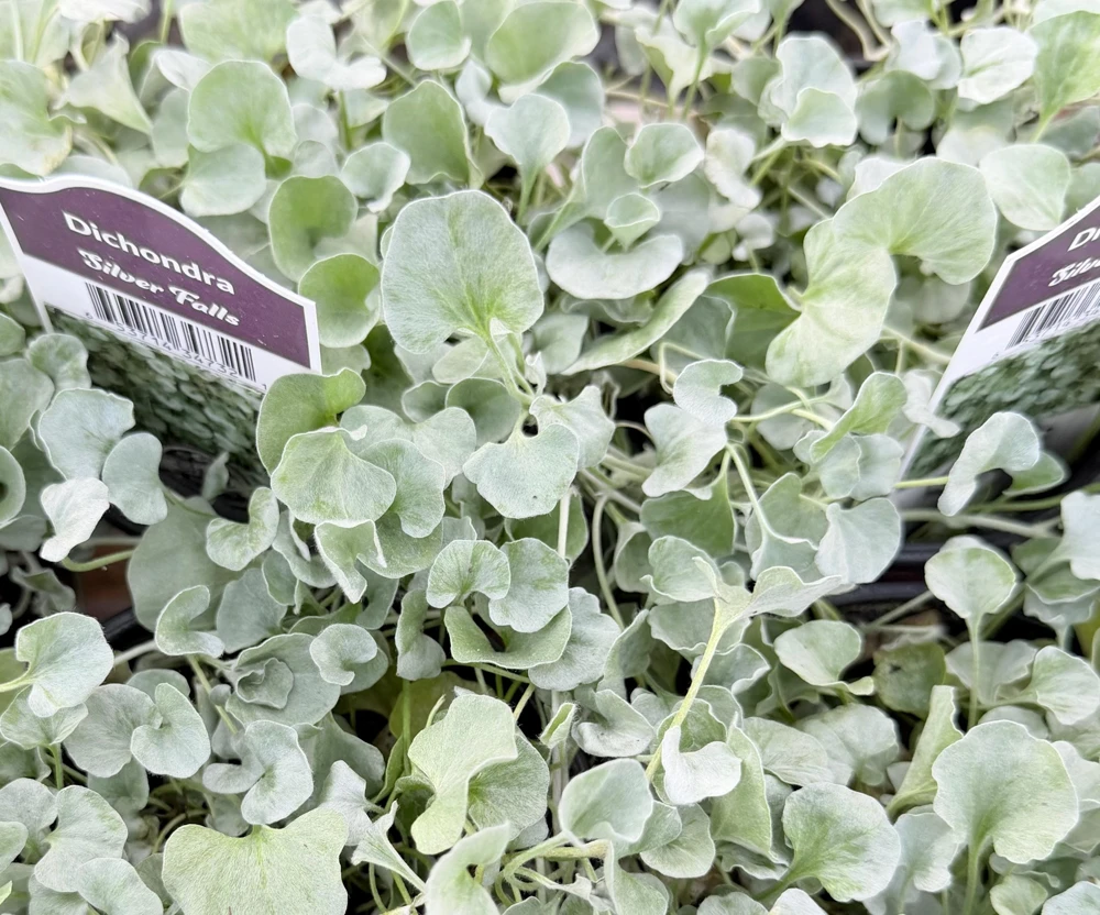 Silver Falls Dichondra Argentea Live Plant – Trailing Houseplant, 4 Inch Pot - Image 3