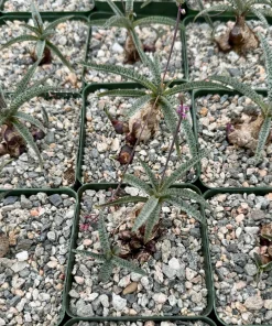 Silver Squill Ledebouria Socialis Live Plant in 3 Inch Pot - Indoor Caudex - Image 2
