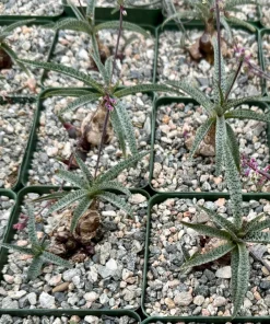 Silver Squill Ledebouria Socialis Live Plant in 3 Inch Pot - Indoor Caudex - Image 3