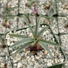 Silver Squill Ledebouria Socialis Live Plant in 3 Inch Pot - Indoor Caudex - Image 1