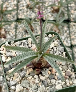 Silver Squill Ledebouria Socialis Live Plant in 3 Inch Pot - Indoor Caudex - Image 1