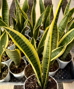 Snake Plant Sansevieria Laurentii Live Houseplant - 4 Inch Pot - Indoor Air Purifier - Image 2