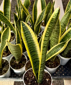 Snake Plant Sansevieria Laurentii Live Houseplant - 4 Inch Pot - Indoor Air Purifier - Image 3