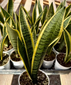 Snake Plant Sansevieria Laurentii Live Houseplant - 4 Inch Pot - Indoor Air Purifier - Image 4