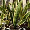 Snake Plant Sansevieria Laurentii Live Houseplant - 4 Inch Pot - Indoor Air Purifier - Image 1