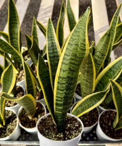Snake Plant Sansevieria Laurentii Live Houseplant - 4 Inch Pot - Indoor Air Purifier - Image 1