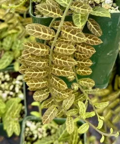 Solanum Evolvulifolium Live Plant 4 Inch Pot – Rare Tropical Vine - Image 2