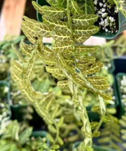 Solanum Evolvulifolium Live Plant 4 Inch Pot – Rare Tropical Vine - Image 3