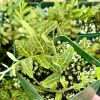 Solanum Evolvulifolium Live Plant 4 Inch Pot – Rare Tropical Vine - Image 1