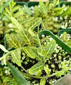 Solanum Evolvulifolium Live Plant 4 Inch Pot – Rare Tropical Vine - Image 1