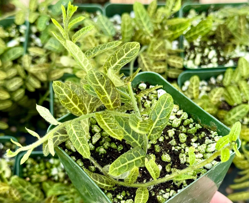 Solanum Evolvulifolium Live Plant 4 Inch Pot – Rare Tropical Vine - Image 1