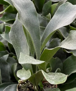 Staghorn Fern Live Plant - Platycerium Bifurcatum Hanging Houseplant - Image 2