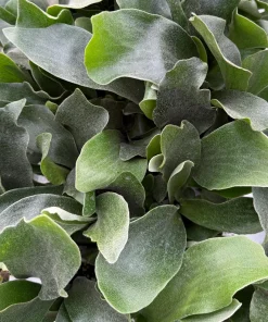 Staghorn Fern Live Plant - Platycerium Bifurcatum Hanging Houseplant - Image 3