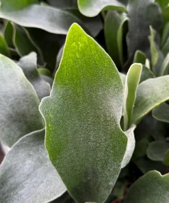 Staghorn Fern Live Plant - Platycerium Bifurcatum Hanging Houseplant - Image 4