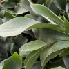 Staghorn Fern Live Plant - Platycerium Bifurcatum Hanging Houseplant - Image 1