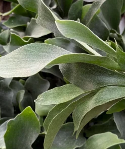 Staghorn Fern Live Plant - Platycerium Bifurcatum Hanging Houseplant - Image 1