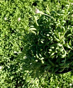 String of Bananas Live Plant – Trailing Succulent – 4 Inch Nursery Pot – Indoor - Image 2