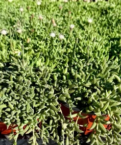 String of Bananas Live Plant – Trailing Succulent – 4 Inch Nursery Pot – Indoor - Image 4