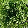 String of Bananas Live Plant – Trailing Succulent – 4 Inch Nursery Pot – Indoor - Image 1