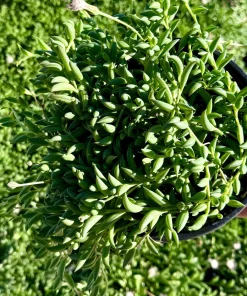 String of Bananas Live Plant – Trailing Succulent – 4 Inch Nursery Pot – Indoor - Image 1