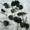 String of Hearts Cuttings 10 Nodes - Ceropegia Woodii Live Plant for Indoor - Image 1