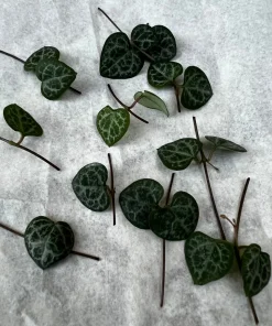 String of Hearts Cuttings 10 Nodes - Ceropegia Woodii Live Plant for Indoor - Image 1