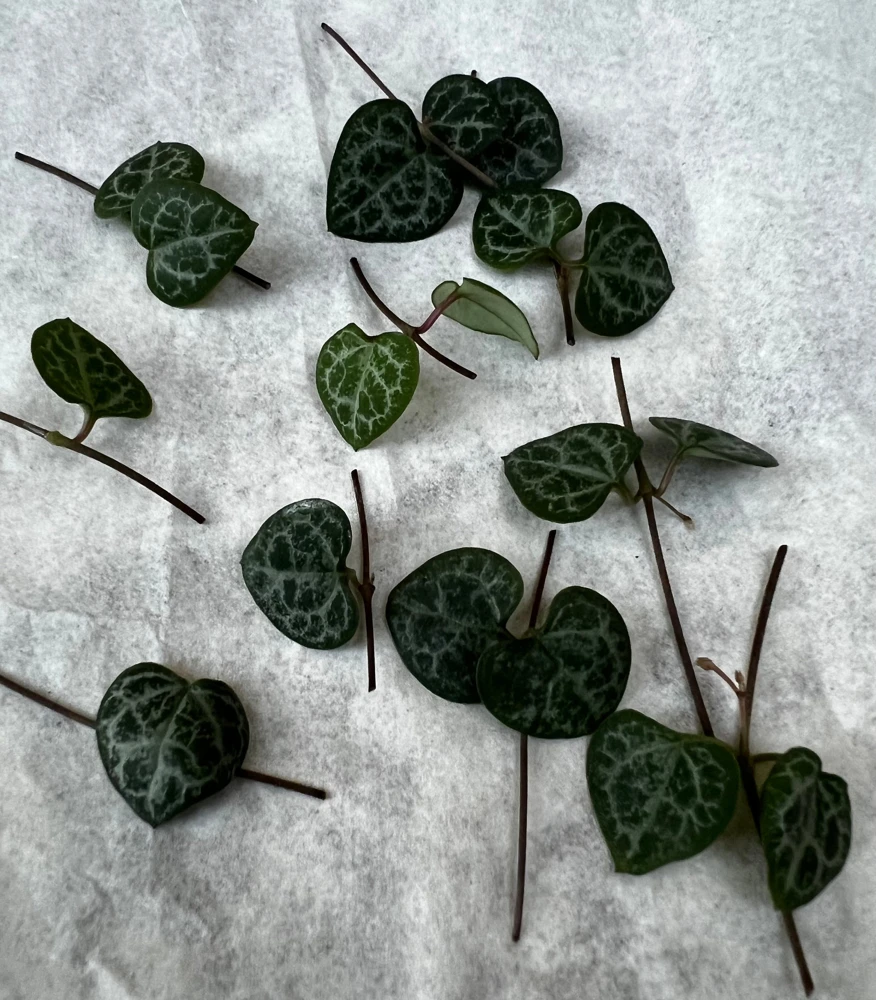 String of Hearts Cuttings 10 Nodes - Ceropegia Woodii Live Plant for Indoor - Image 1