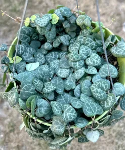 String of Hearts Live Plant 4 Inch, 6 Inch Ceropegia Woodii Trailing Indoor Succulent - Image 2