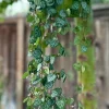 String of Hearts Live Plant 4 Inch, 6 Inch Ceropegia Woodii Trailing Indoor Succulent - Image 1