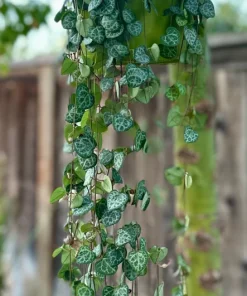 String of Hearts Live Plant 4 Inch, 6 Inch Ceropegia Woodii Trailing Indoor Succulent - Image 1