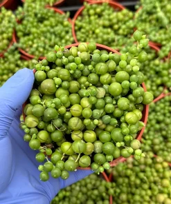 String of Pearls Live Succulent Plant - Trailing Senecio Rowleyanus - Indoor - Image 2