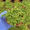 String of Pearls Live Succulent Plant - Trailing Senecio Rowleyanus - Indoor - Image 1