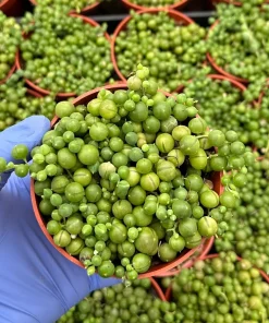 String of Pearls Live Succulent Plant - Trailing Senecio Rowleyanus - Indoor - Image 1
