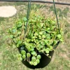 String of Turtles Live Plant - Peperomia Prostrata 4-6 Inch Trailing Succulent for Indoors - Image 1