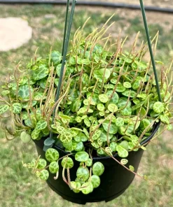 String of Turtles Live Plant - Peperomia Prostrata 4-6 Inch Trailing Succulent for Indoors - Image 1