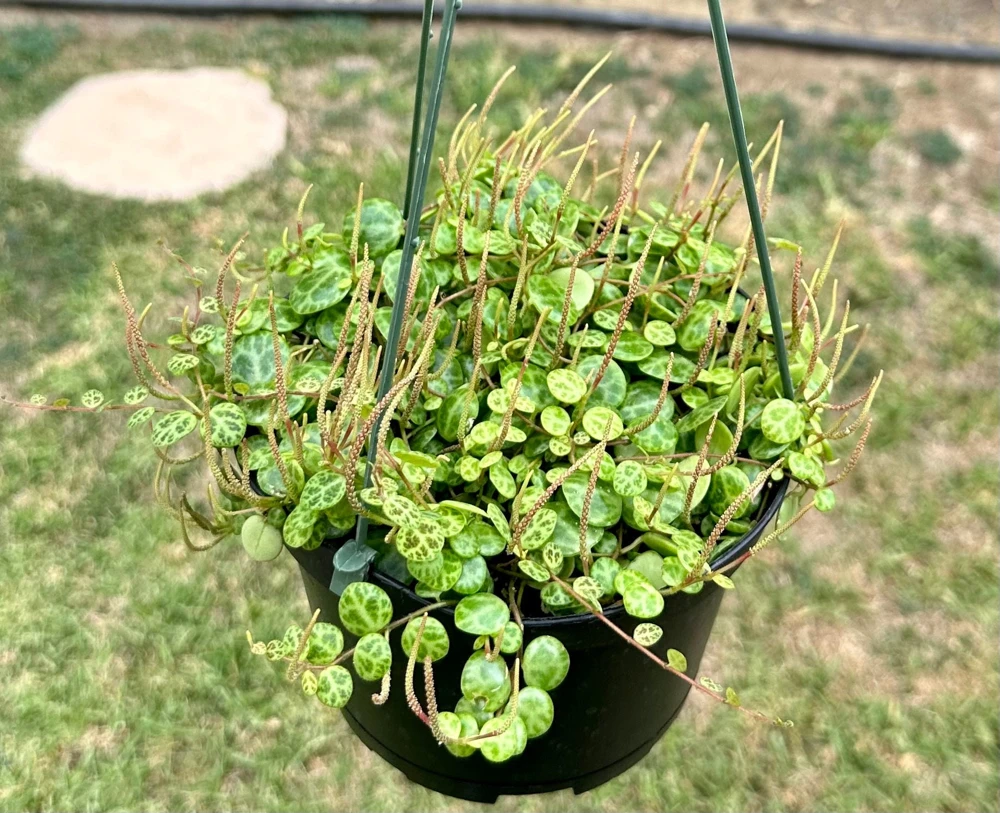 String of Turtles Live Plant - Peperomia Prostrata 4-6 Inch Trailing Succulent for Indoors - Image 1