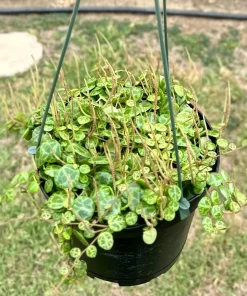 String of Turtles Live Plant - Peperomia Prostrata 4-6 Inch Trailing Succulent for Indoors - Image 2